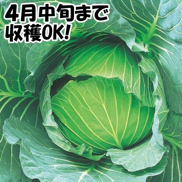 キャベツ タネ F1冬快晴 1袋 1ml 種 野菜たね Ytc14 21n P6 0032 花と緑 国華園 通販 Yahoo ショッピング