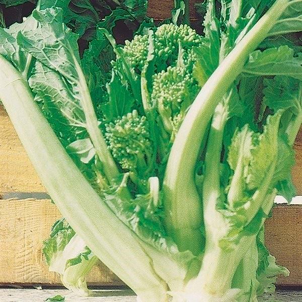 花菜 はなな タネ ヨーロッパ野菜 菜類 レッチェナタリナ 1袋 3ml 種 野菜たね Ytc76 21n P6 0044 花と緑 国華園 通販 Yahoo ショッピング