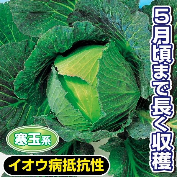 キャベツ タネ F1冬春寒藍 1袋 2ml 種 野菜たね Ytc14 21n P6 0068 花と緑 国華園 通販 Yahoo ショッピング