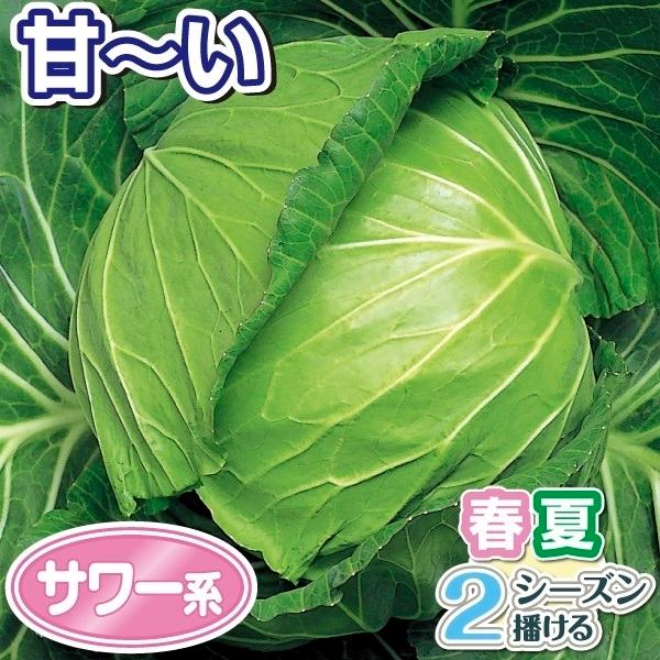 キャベツ タネ F1天山 1袋 5ml 種 野菜たね Ytc15 21n P6 0073 花と緑 国華園 通販 Yahoo ショッピング