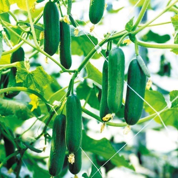 キュウリ きゅうり 胡瓜 タネ サラダ野菜 F1ドカナリ千成 1袋 8粒 種 野菜たね Ytc75 21n P6 0115 花と緑 国華園 通販 Yahoo ショッピング