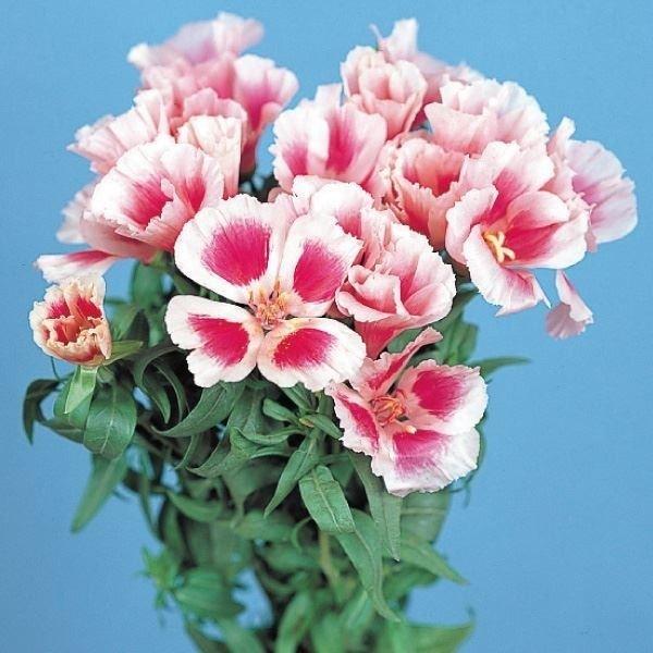 ゴデチア 種 F1ジューンピンクアイ 1袋 30粒 ゴデチアの種 ゴデチアの花 ゴデチャ ゴデチヤ 花たね 花の種 種子 タネ 国華園 21n P7 00 花と緑 国華園 通販 Yahoo ショッピング