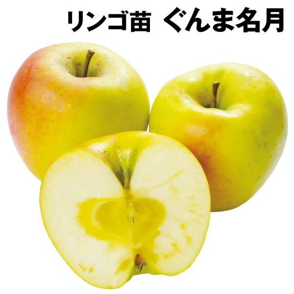 リンゴ 苗木 苗 ぐんま名月 1株 林檎 リンゴの苗木 リンゴの木 果樹苗 国華園 21n P8 0044 花と緑 国華園 通販 Yahoo ショッピング