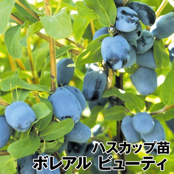 ハスカップ 苗木 苗 ボレアル ビューティ 1株 ハスカップの木 果樹苗 国華園 21n P8 0058 花と緑 国華園 通販 Yahoo ショッピング