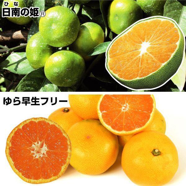 種 みかん 苗木の人気商品 通販 価格比較 価格 Com