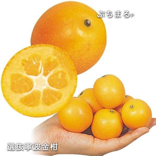 植木 盆栽 キンカンの人気商品 通販 価格比較 価格 Com