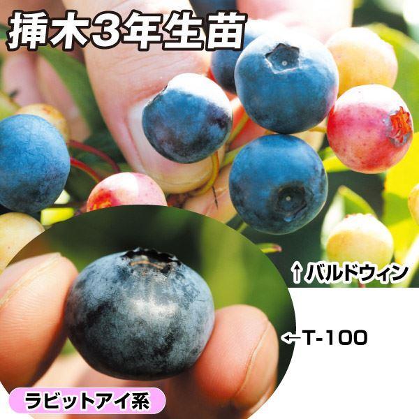 種 ブルーベリー 苗木の人気商品 通販 価格比較 価格 Com