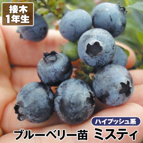苗 栽培 ブルーベリー 植木 盆栽の人気商品 通販 価格比較 価格 Com