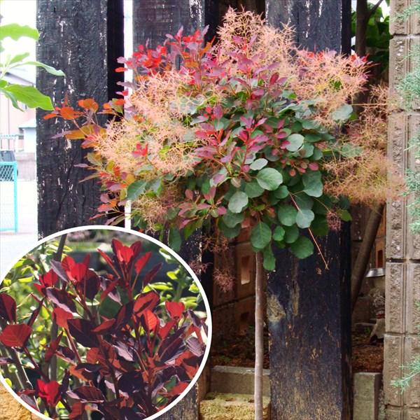 植木 盆栽 スモークツリーの人気商品 通販 価格比較 価格 Com