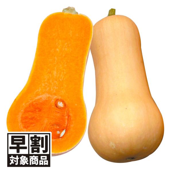 ●商品情報：従来のバターナッツカボチャよりも揃い良く、圧倒的な着果数で収量が大幅アップ！　草勢が強く強健で、露地での放任栽培ＯＫ！　サイズもお手頃で扱いやすく、しかも腐りにくいので貯蔵性も抜群です。果皮が褐色に変化したら収穫の合図です。種が...