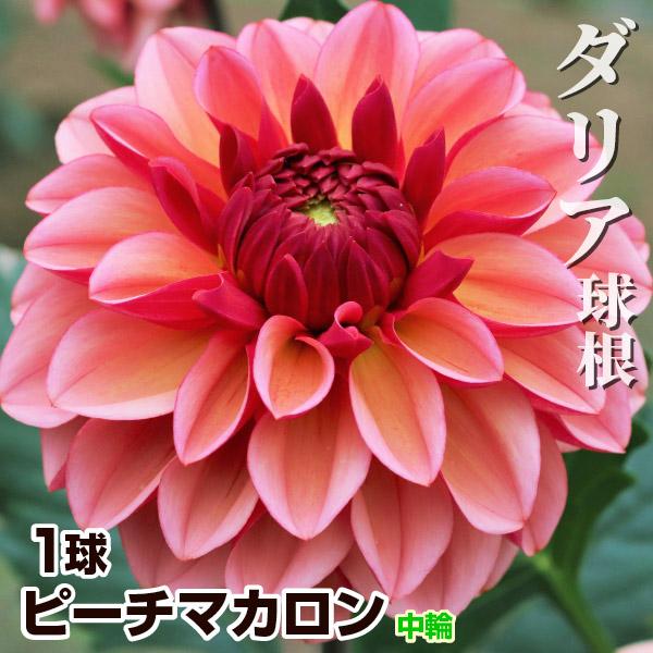 学名・英名Dahlia商品情報高温期と低温期で花色が変わる中輪ダリア。中輪:花径17cm前後。秋田国際ダリア園の高品質な球根でお届けします。「ピーチマカロン」は秋田国際ダリア園の園長鷲澤氏(国内に流通している品種の約7割もの生みの親)が作出...