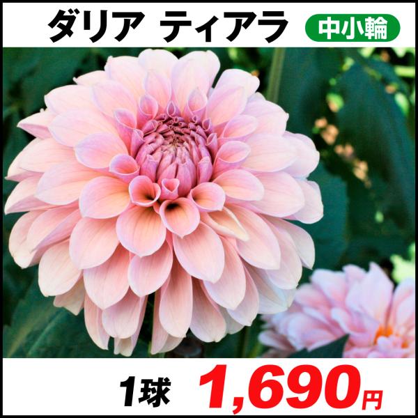 球根 ダリア 球根の人気商品 通販 価格比較 価格 Com