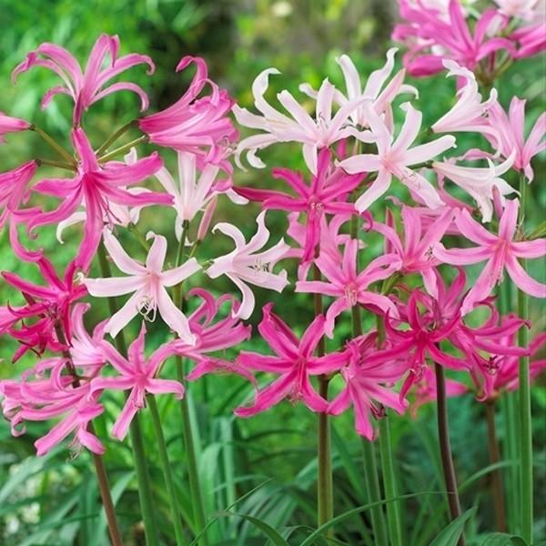 ●学名・英名：Amarine belladiva●商品情報：アマリネはホンアマリリス(ベラドンナリリー)とネリネの交配種。ネリネ同様、花弁が輝くように美しいです。●お届け状態：球根(球周約16cm)●開花期(約)：10-11月●草丈(約)：...