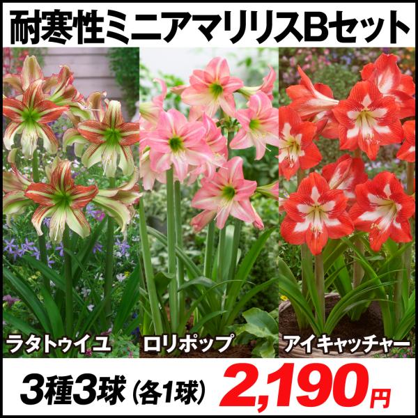 アマリリス 種 球根の人気商品 通販 価格比較 価格 Com