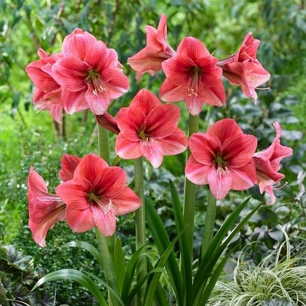 アマリリス 球根 パークアマリリス ピンクパンサー 1球 春植え球根 アマリリスの球根 国華園 22 P1 0072 花と緑 国華園 通販 Yahoo ショッピング