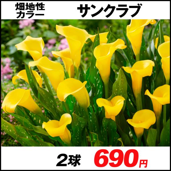 球根 カラーの人気商品 通販 価格比較 価格 Com