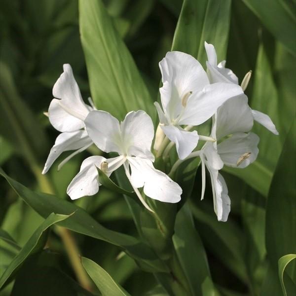 ●学名・英名：Hedychium●商品情報：ジンジャーリリーはショウガに似た爽やかな甘い香りが夜間に漂います。別名「花ショウガ」「ショウガユリ」。「白蘭」は蝶のような純白色花。ショウガ科。晩秋まで次々と開花します。温暖地では地上部は枯れたら...