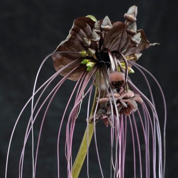 ●学名・英名：Tacca Chantrieri●商品情報：別名「ブラックキャット」。タッカは奇妙な花を咲かせるのが特徴的。大きな猫の耳のような部分は花弁ではなく苞葉と呼ばれる部分。タシロイモ科。原産地は東南アジア。●お届け状態：球根●開花期...