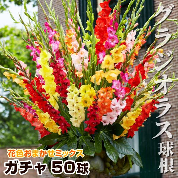●学名・英名：Gladiolus●商品情報：今季取り扱っているグラジオラスの球根の中から無選別でお届け。どんな花が咲くかは咲いてからのお楽しみ!グラジオラスは植え付け後約3か月で開花します。植え付けのタイミングをずらすことで長い期間お花を楽...