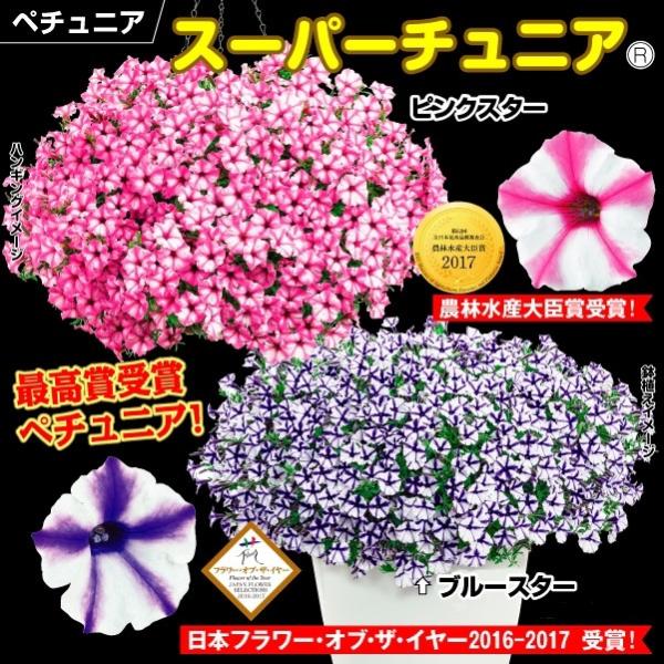 苗 ペチュニアの人気商品 通販 価格比較 価格 Com