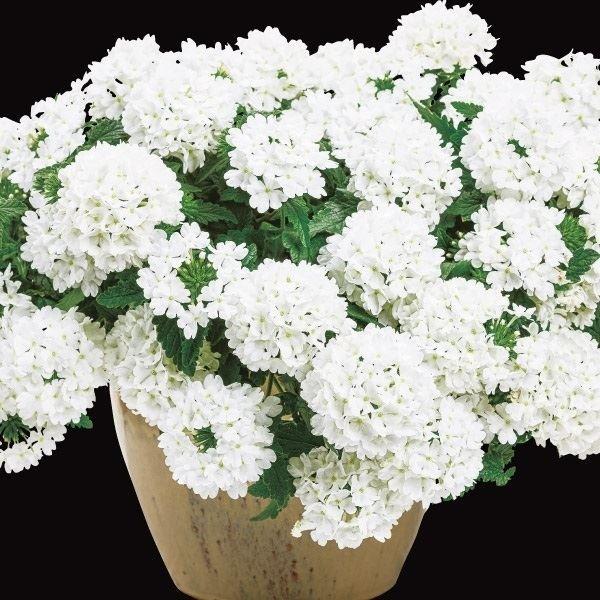 ●商品情報：暑さや病気にめっぽう強いバーベナ「スーパーベナ（R）」。暑さにも強く、春から晩秋まできれいな花を楽しむことができます。花房が大きく強健、ボリューム満点の草姿は見る者を魅了します。雨にも強く育てやすい。純白の花弁はどんな場面でも活...