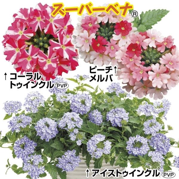 バーベナ 苗 スーパーベナr 変わり咲きセット 3種3株 花苗 Pw バーベナの苗 苗木 22 P2 0030 花と緑 国華園 通販 Yahoo ショッピング