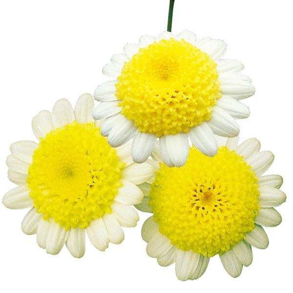 マーガレット 花 Diy 工具の人気商品 通販 価格比較 価格 Com