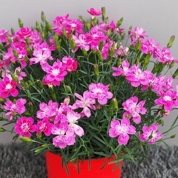 ダイアンサス 苗 フルーリアムール サクラドロップpvp 品種登録出願予定 2株 花苗 カーネーション なでしこ 撫子 ナデシコ 22 P2 0038 花と緑 国華園 通販 Yahoo ショッピング