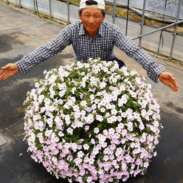 苗 ペチュニアの人気商品 通販 価格比較 価格 Com