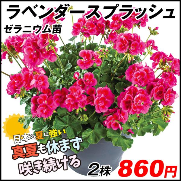 苗 ゼラニウム 花苗の人気商品 通販 価格比較 価格 Com