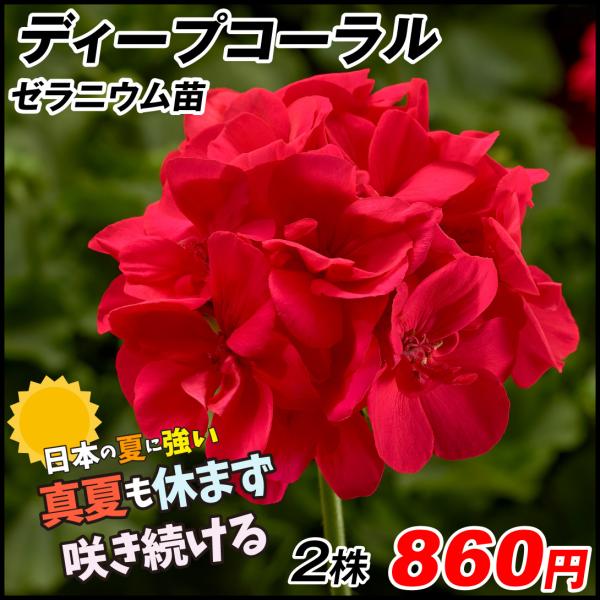 ゼラニウム 苗 Diy 工具の人気商品 通販 価格比較 価格 Com