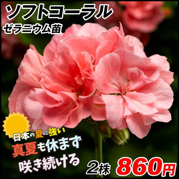 ゼラニウム 苗の人気商品 通販 価格比較 価格 Com