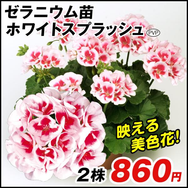 花 ゼラニウムの人気商品 通販 価格比較 価格 Com