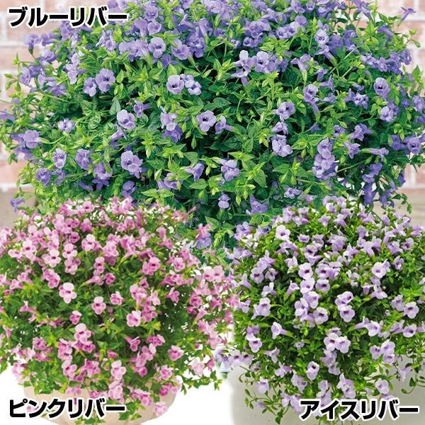 苗 トレニアの人気商品 通販 価格比較 価格 Com