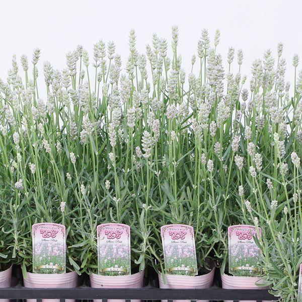 苗 花苗の人気商品 通販 価格比較 価格 Com