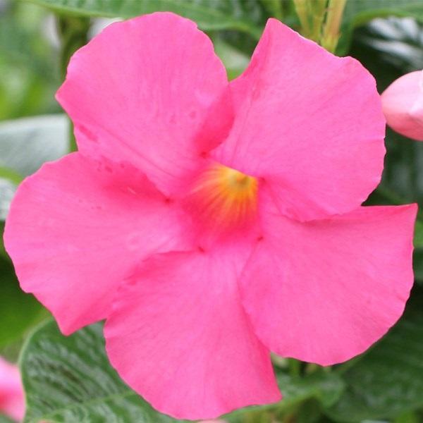 マンデビラ 苗 ローズジャイアント 2株 花苗 マンデビラの苗 22 P2 0184 花と緑 国華園 通販 Yahoo ショッピング