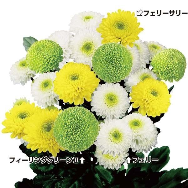 菊 切花の人気商品 通販 価格比較 価格 Com