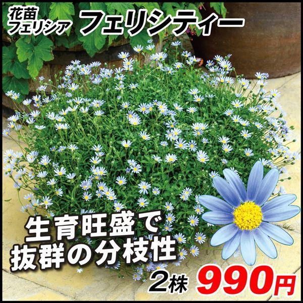 花苗 フェリシア フェリシティー 2株 22 P2 0218 花と緑 国華園 通販 Yahoo ショッピング