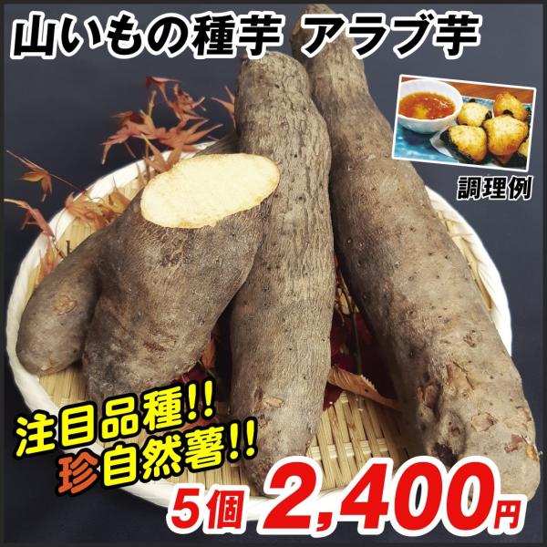 5個 球根の人気商品 通販 価格比較 価格 Com