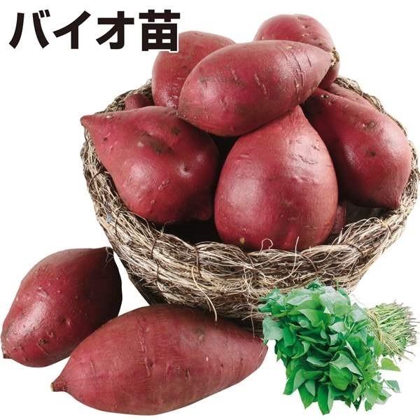 ●商品情報小ぶりのいもがたくさん採れて、深めのプランターでも栽培可能。栽培簡単でお子様と一緒に育てたい逸品です。食べ切りサイズのさつまいもは、甘味たっぷりで食味・食感とも最高の甘さ!●お届け状態：イモヅル●性質：粘質●備考：ご注文の早い方か...