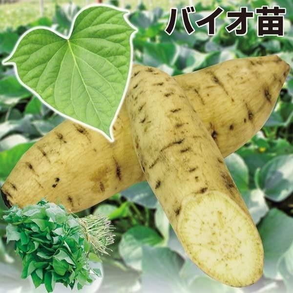 ●商品情報徹底した品質管理で作られたウイルスフリー苗。収穫までが通常よりも早く、さつまいもの色・ツヤ・揃い・貯蔵性もより向上! ●お届け状態 ：イモヅル ●粘度：粉質 ●備考：遺伝子組み換えではありません※「海外持出禁止（公示（農水省HP）...