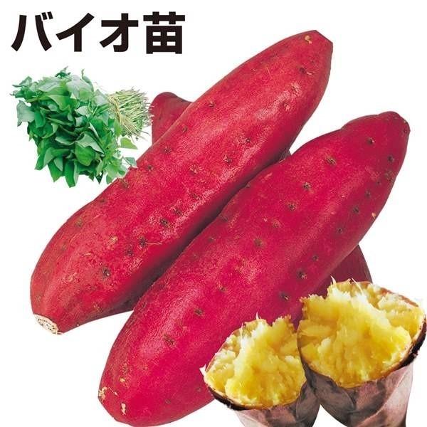 ●商品情報「短時間の加熱で石焼いものような本格的な美味しさを！」という名目で改良された品種。電子レンジで10分というわずかな時間の加熱でもしっかり甘くなる驚きのさつまいもです。●お届け状態：イモヅル●粘度：粉質※「海外持出禁止（公示（農水省...