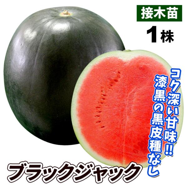 スイカ 苗の通販 価格比較 価格 Com