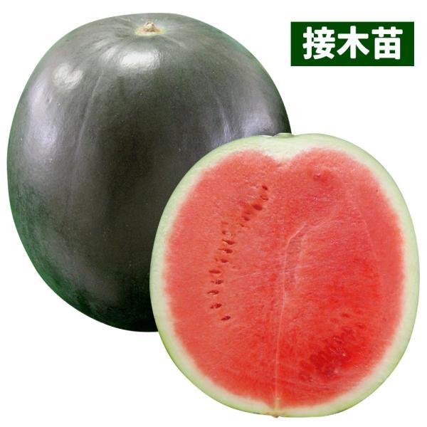 スイカ 苗の人気商品 通販 価格比較 価格 Com