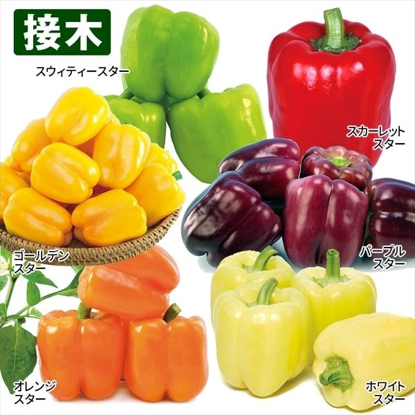 種 パプリカ 苗の人気商品 通販 価格比較 価格 Com