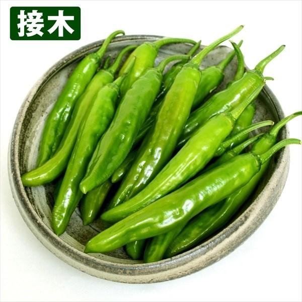 ●商品情報：辛味が全くなく、歯切れのよいサクッとした食感で美味しい甘トウガラシ。曲がり果の少ない鮮緑色甘長。高温・湿害に強く育てやすい。●果長（約）：10〜12cm●お届け状態：接木9cmポット苗●備考：※接木苗、特にウリ科植物(ゴーヤ・キ...