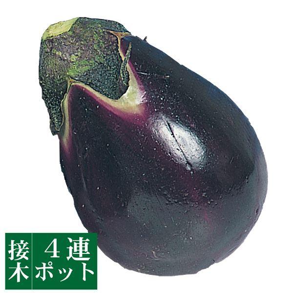 苗 ナス 苗 接木接木4連泉州水ナス 8株 1ポット4株入り 2個 接木野菜苗 なす 苗 水ナス苗 接木 22 P5 01 花と緑 国華園 通販 Yahoo ショッピング