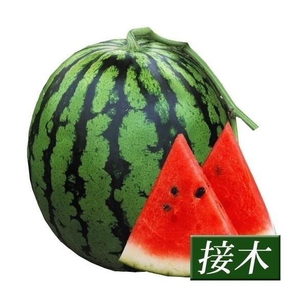 ●商品情報：最大10kgにもなる大玉スイカ。極上のシャリ感と十分な甘味でとっても美味しい。栽培も簡単。●大玉スイカ●果重（約）：6〜10kg●糖度（約）：10〜12度●お届け状態：接木9cmポット苗●備考：※接木苗、特にウリ科植物(ゴーヤ・...