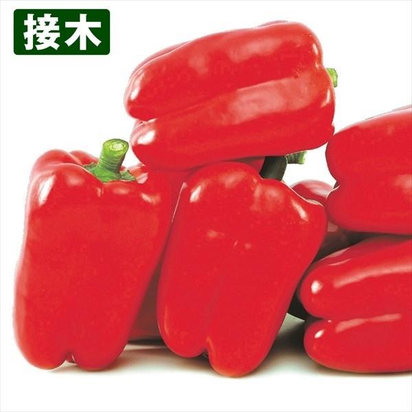 ●商品情報：大果で、約5mmの肉厚なベル形パプリカ。育てやすく、甘くて旨い！●果重（約）：180g●お届け状態：接木9cmポット苗●栽培ポイントパプリカはなり始めは緑色です。各々の色に着色するまで60日程度はかかります。●備考：※接木苗、特...