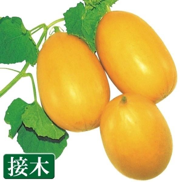 ●商品情報：這作り向き！ 果揃い良好・豊産・栽培簡単の優秀・極早生品種。白い果肉は自然な甘さで香り良し！●果重（約）：350〜400g●お届け状態；接木9ｃｍポット苗●備考：※接木苗、特にウリ科植物(ゴーヤ・キュウリ・メロン・スイカ)は、台...